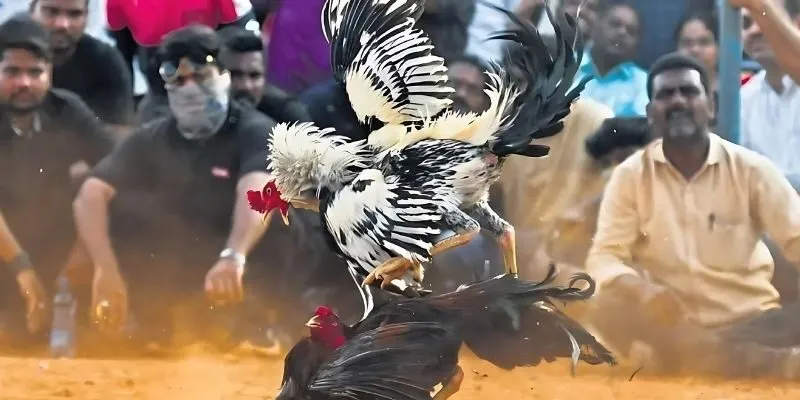 Các trận đá gà tại nhà cái